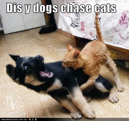 puppeh-kitteh-dis-y-dogs-chase-cats.jpg